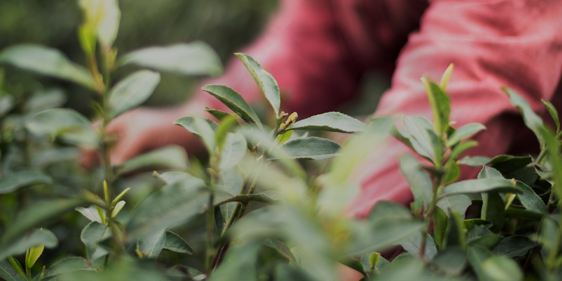 Nahaufnahme von grünen Teeblättern mit einer Person in einem roten Hemd, die im Hintergrund Blätter pflückt, die Hände leicht verschwommen.