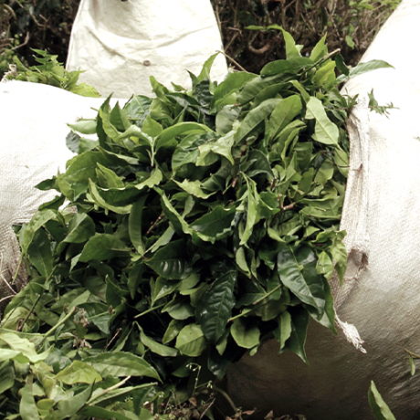 Eine Nahaufnahme von frisch gepflückten grünen Teeblättern, die in großen, offenen Jutesäcken im Freien aufgestapelt sind.